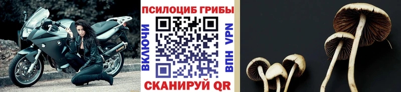 Галлюциногенные грибы мицелий Лабытнанги